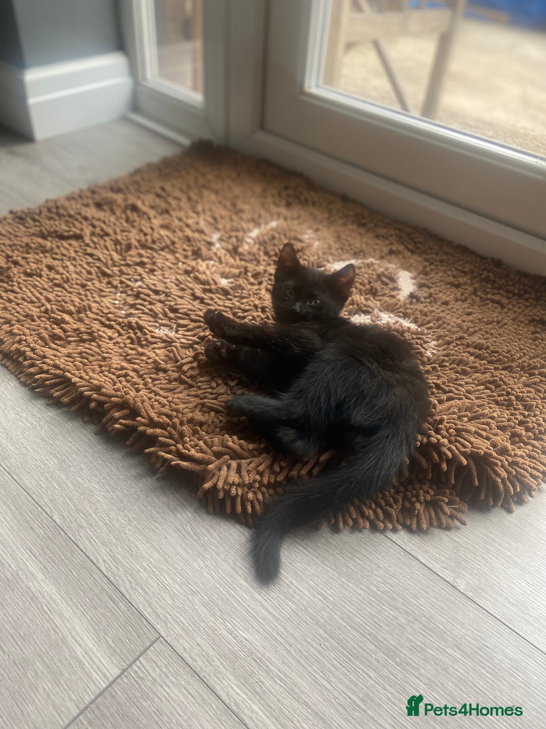 Mixed Breed cats for sale: Three mixed breed kittens - Image 23