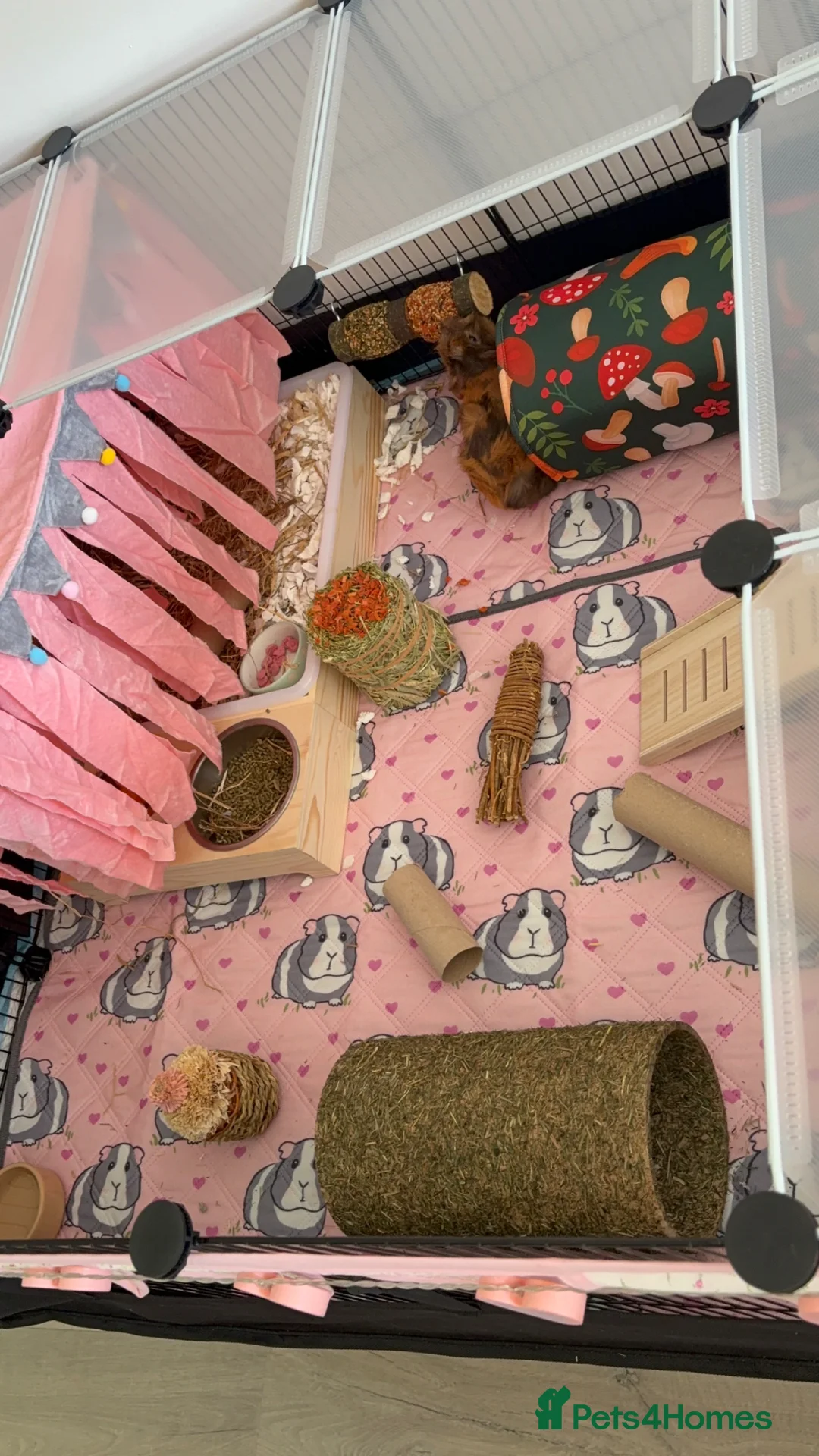 Guinea Pig rodents for sale: 8 week old female guinea pigs,cage and accessories - Advert 8