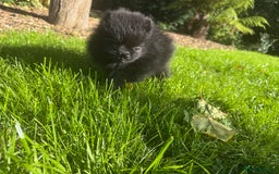 Pomeranian dogs for sale: 🧸🌈 Genuine Teddy Bear Poms Rainbow litter 🌈🧸 - Image 5