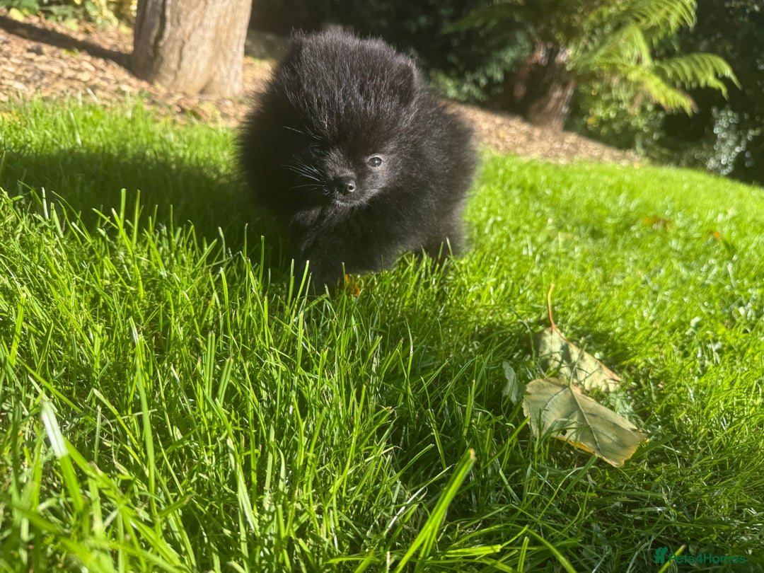 Pomeranian dogs for sale: 🧸🌈 Genuine Teddy Bear Poms Rainbow litter 🌈🧸 - Image 5