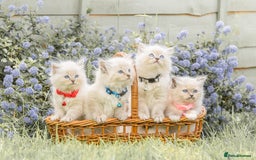 Ragdoll cats for sale: True to type, pure Ragdolls Kittesn - Image 1