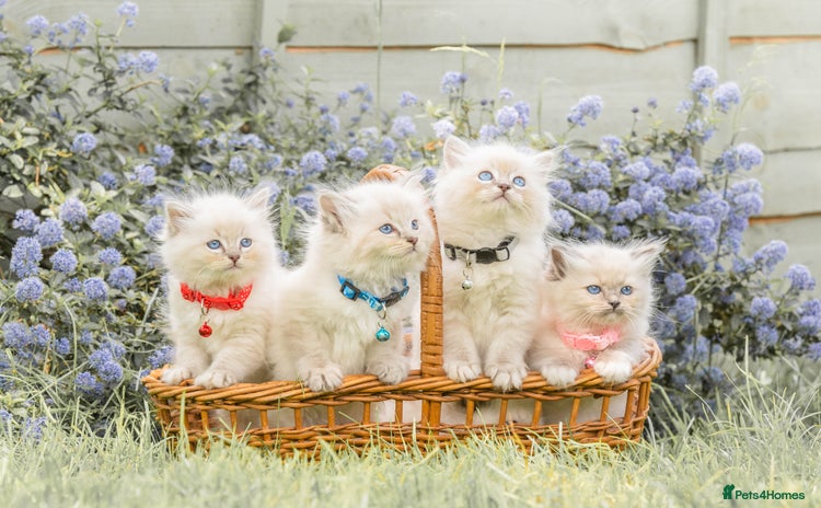 Ragdoll cats - Advert 2