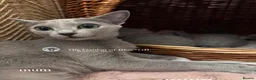 Russian Blue cats for sale: Two Beautiful Pedigree Russian Blue Girls - Advert 2