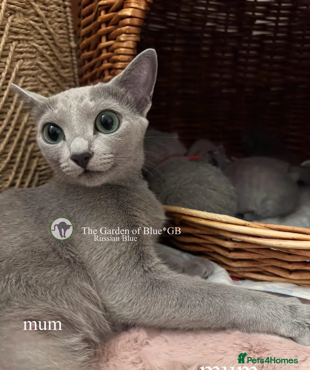 Russian Blue cats for sale: Two Beautiful Pedigree Russian Blue Girls - Advert 2