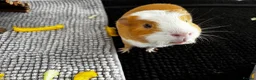 Guinea Pig rodents for sale: Meet ‘Squiggles’  in Barry - Advert 2