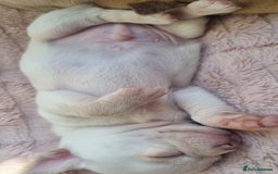 Chihuahua dogs for sale: Gorgeous Smooth coat KC registered chihuahuas - Image 7