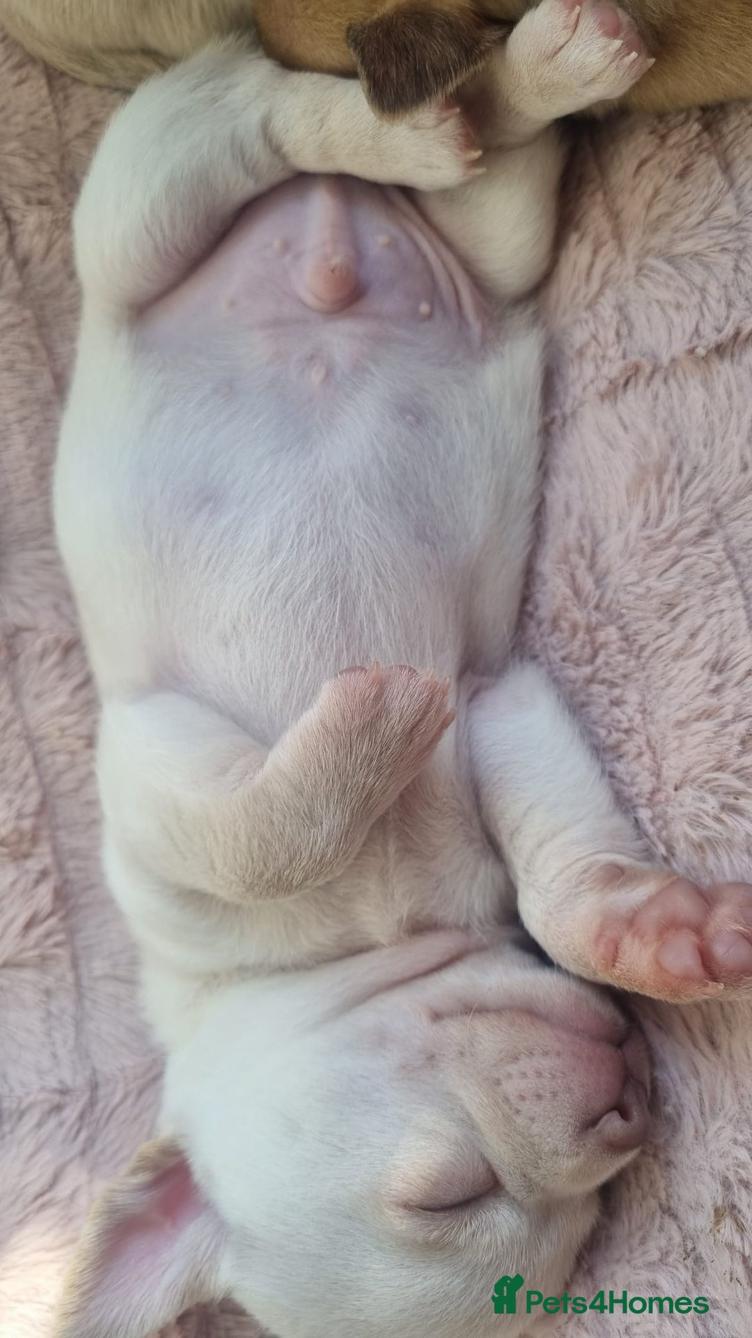 Chihuahua dogs for sale: Gorgeous Smooth coat KC registered chihuahuas - Image 7