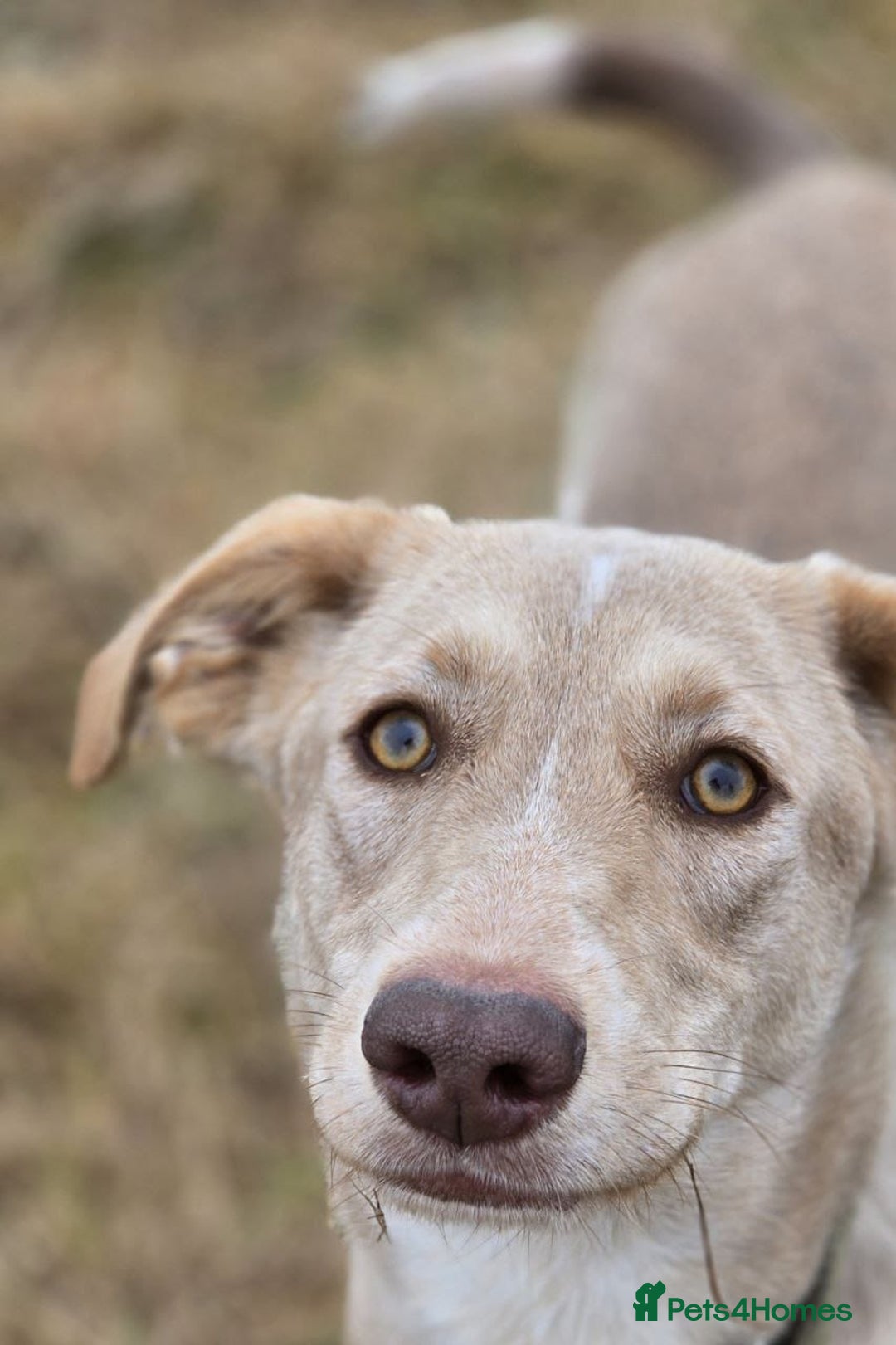 Mixed Breed dogs for adoption: ❤️ JENA – A Gentle 1 year old Girl ❤️ - Advert 8