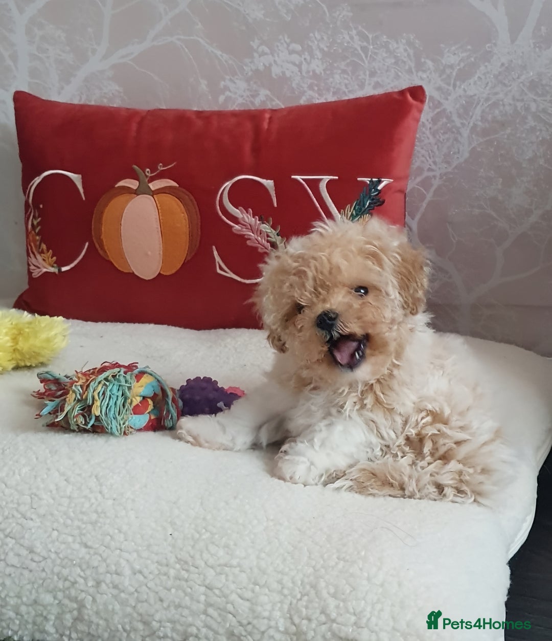 Maltipoo dogs for sale: 🌟💛🌟Precious Biscuit Princess 🌟💛🌟  - Advert 3