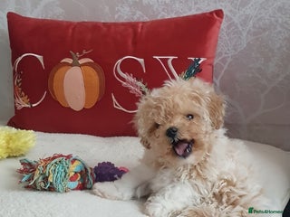 Maltipoo dogs 🌟💛🌟Precious Biscuit Princess 🌟💛🌟 - Advert 1