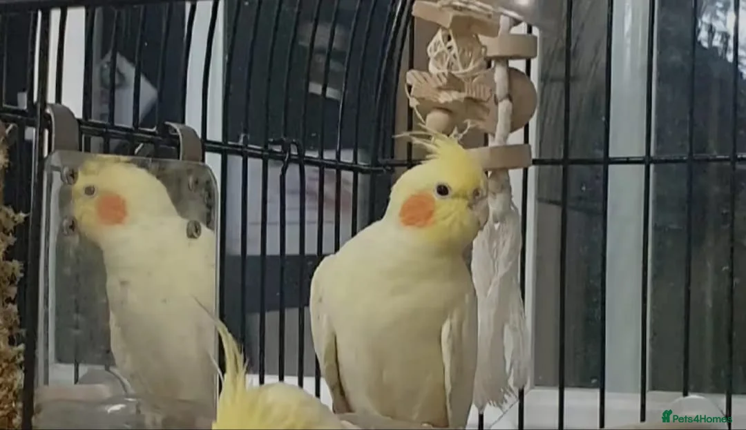 Cockatiels birds for sale: Female cockateil for sale!!! in Stalybridge - Advert 5