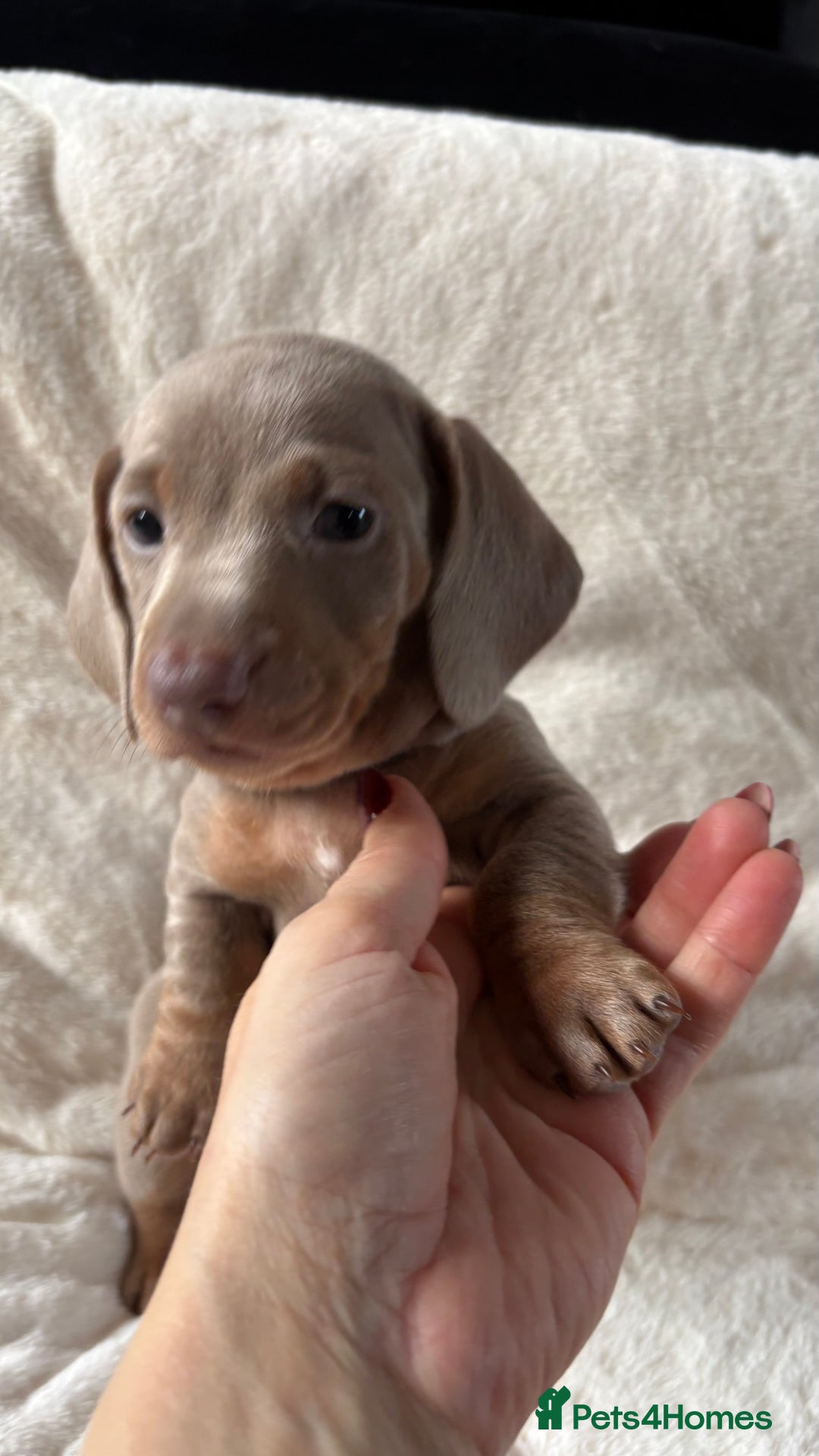 Miniature Dachshund dogs for sale: Stunning Miniature dachshund last boy left  - Advert 14