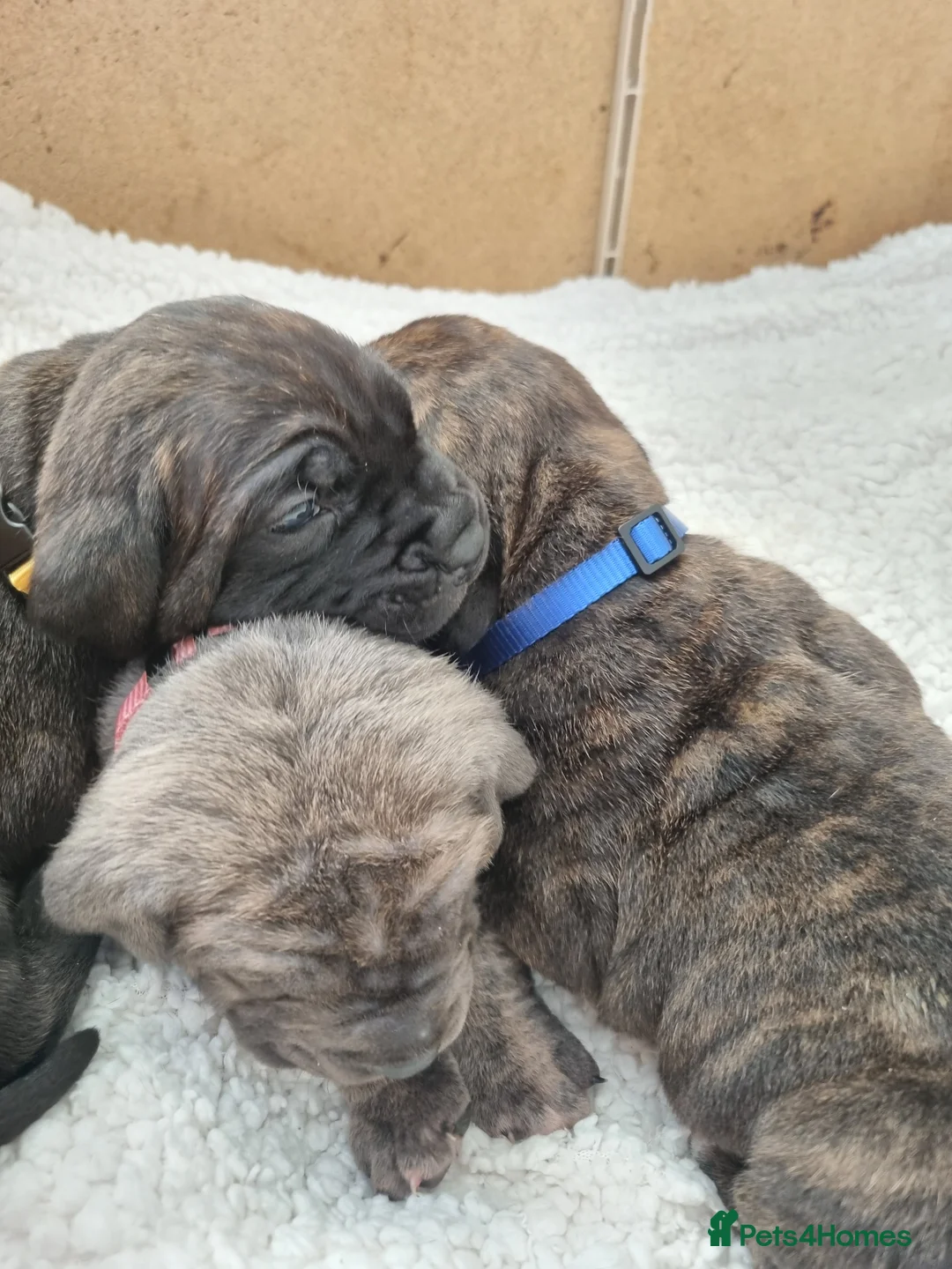 Cane Corso dogs for sale: ITALIAN CANE CORSO  - Advert 12