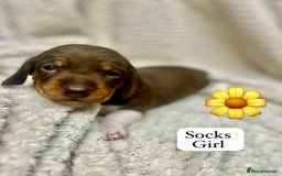 Miniature Dachshund dogs for sale: EXCEPTIONAL QUALITY MINIATURE DACHSHUND PUPPIES.  - Advert 8