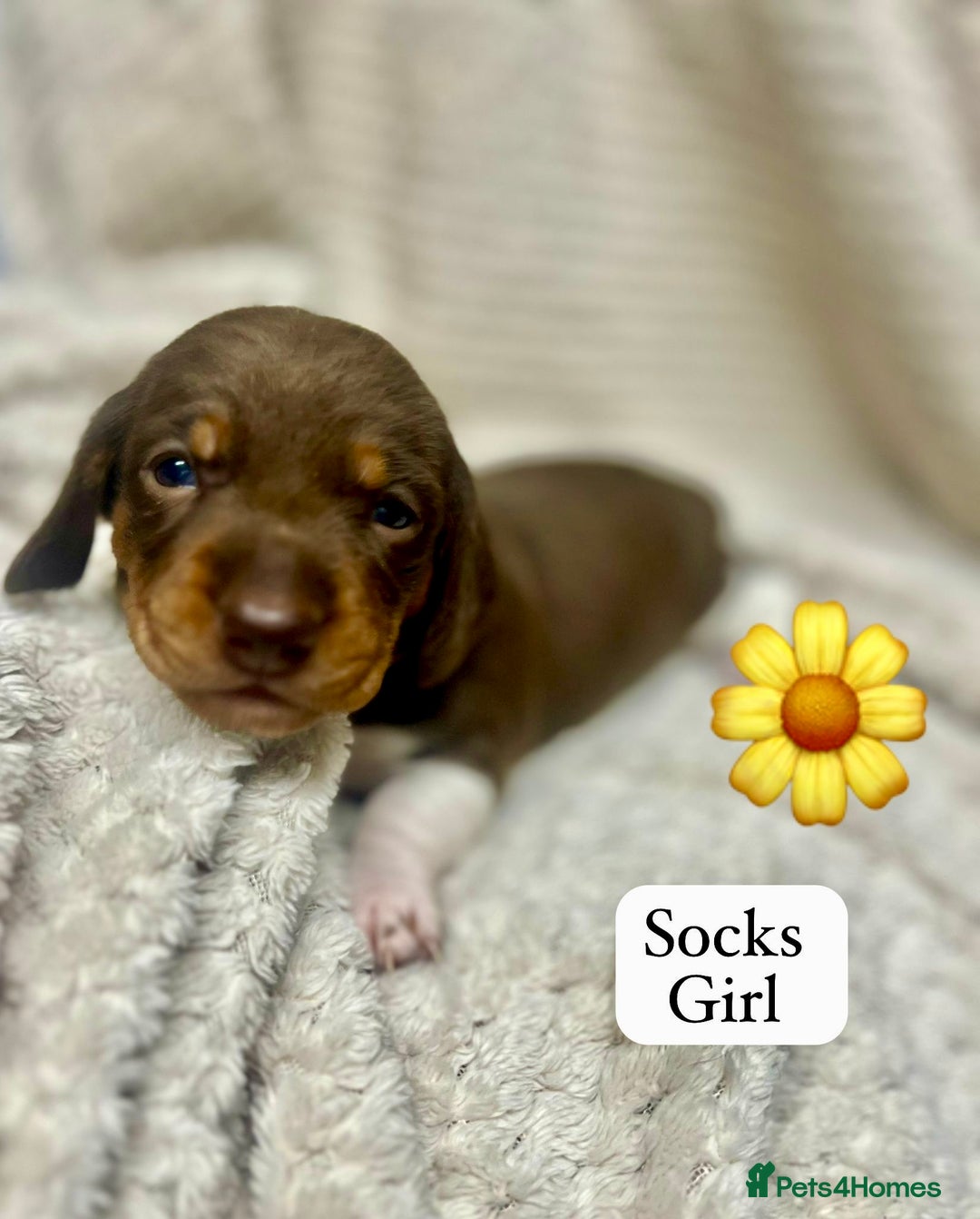 Miniature Dachshund dogs for sale: EXCEPTIONAL QUALITY MINIATURE DACHSHUND PUPPIES.  - Advert 8