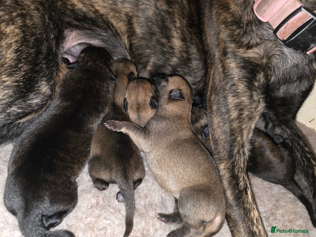 Belgian Shepherd Dog dogs for sale: Dutch Herder Puppies - Advert 19