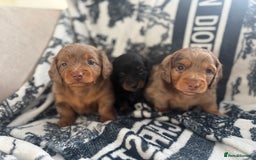 Miniature Dachshund dogs for sale: 3 Beautiful miniature longhair dachshund puppies - Image 28