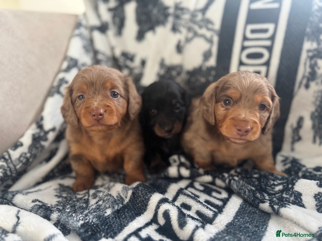 Miniature Dachshund dogs for sale: 3 Beautiful miniature longhair dachshund puppies - Image 28