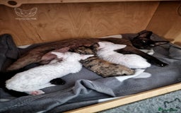 Devon Rex cats for sale: 🤍 Devon Rex Boy 🤍 Ready Soon - Image 9