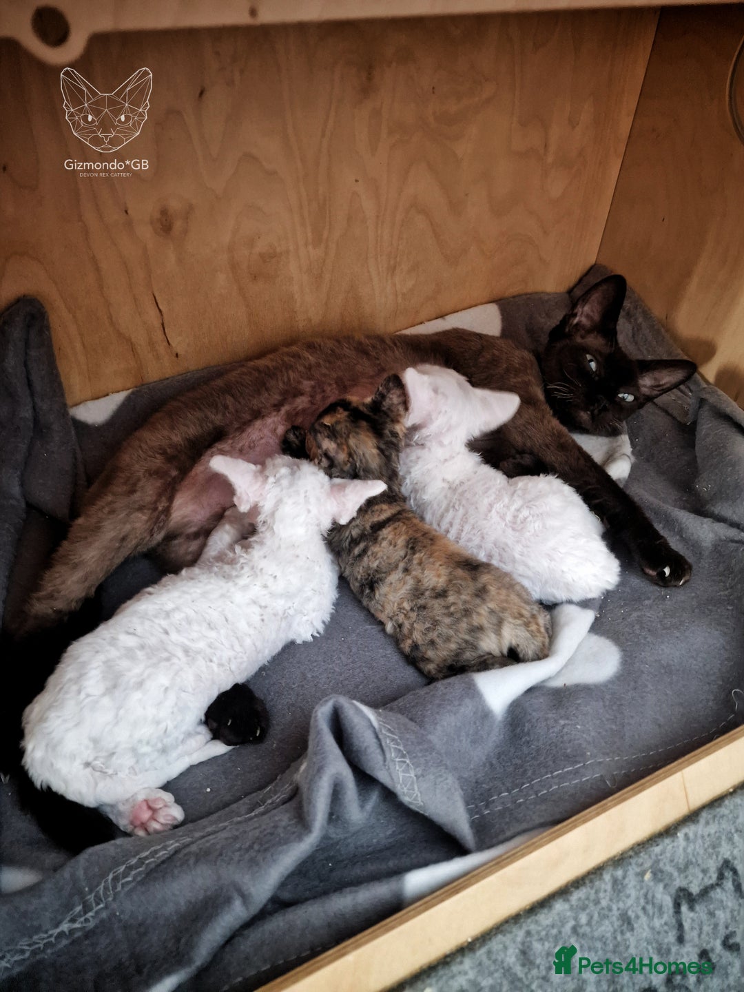 Devon Rex cats for sale: 🤍 Devon Rex Boy 🤍 Ready Soon - Image 9