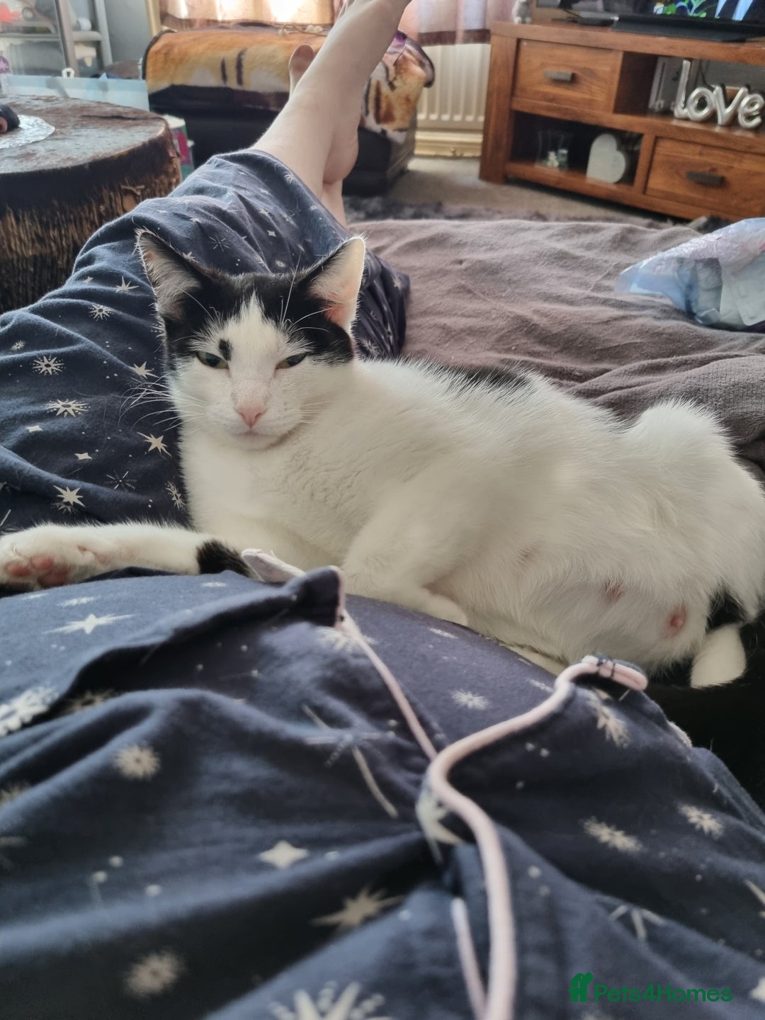 Mixed Breed cats for sale: Kittens  - Image 2