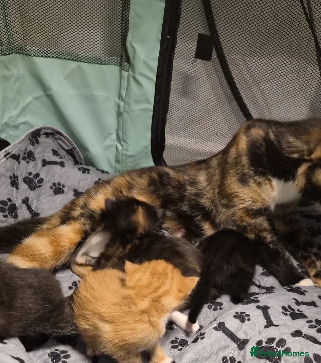 Maine Coon cats for sale: Maine Coon Mix Kittens - Advert 3