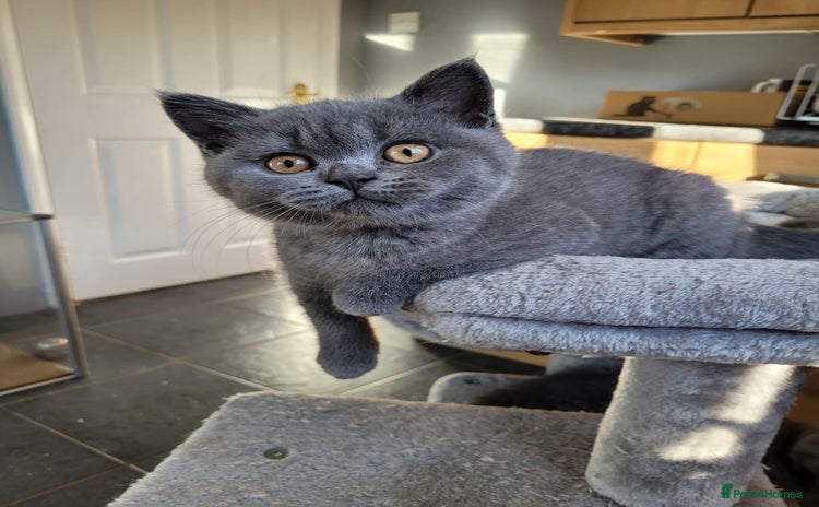 British Shorthair cats - Advert 5