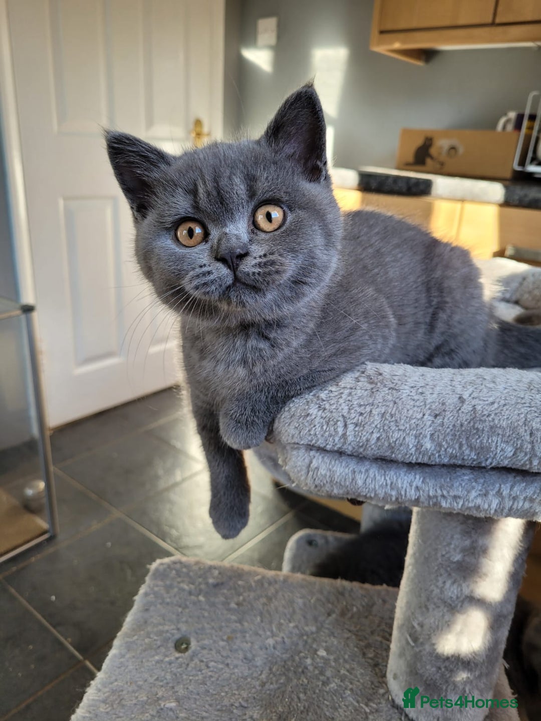 British Shorthair cats for sale: GCCF REG. ACTIVE BSH KITTENS SHOW LINES - Image 8