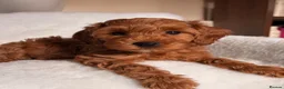 Cavapoo dogs for sale: Stunning Red F1b cavapoo puppies - Advert 12