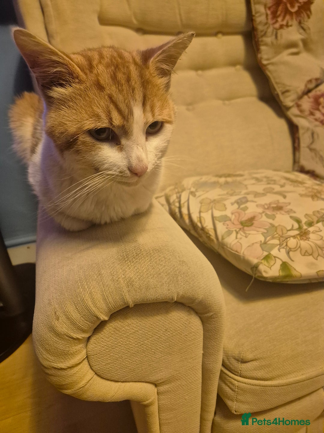 British Longhair cats for sale: Beautiful ginger and white male - Advert 1