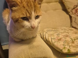 British Longhair cats Beautiful ginger and white male - Advert 3