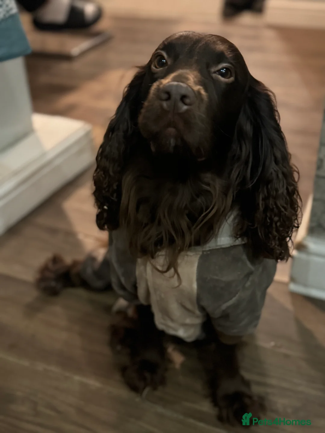 Cocker Spaniel dogs for stud: For stud - Advert 3
