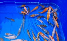 Koi Carp fish for sale: 2 to 4 inch Mixed Koi Carp Fry: young pond fish - Image 6