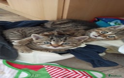 British Shorthair cats for sale: Beautiful tabby kittens - Image 14
