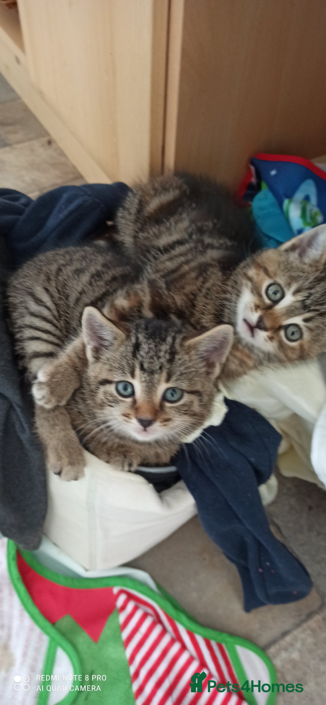 British Shorthair cats for sale: Beautiful tabby kittens - Image 14