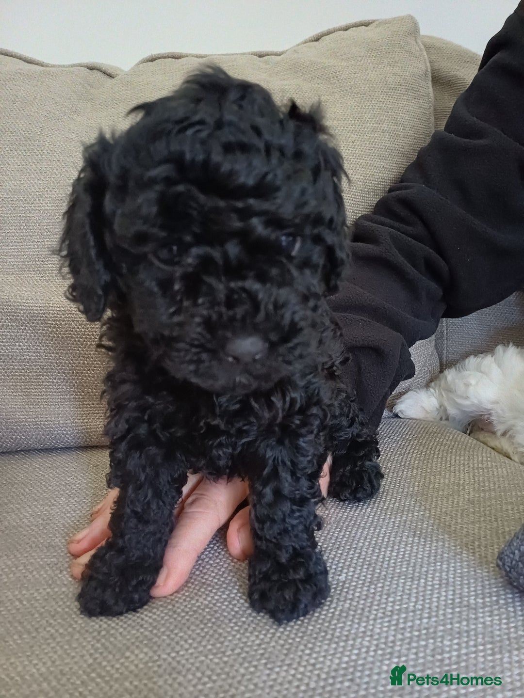 Mixed Breed dogs for sale: Cavapoo puppies available before  **   - Advert 5
