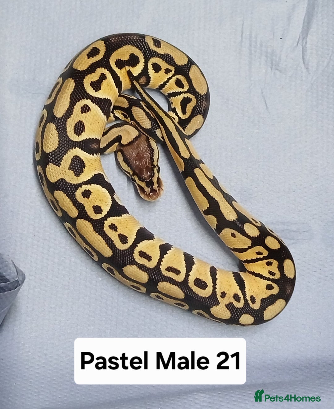 Python Snake reptiles for sale: Royal Python Morphs Males - Image 9