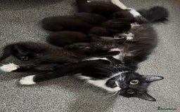 British Shorthair cats for sale: Kitten ready for forever homes  - Image 15