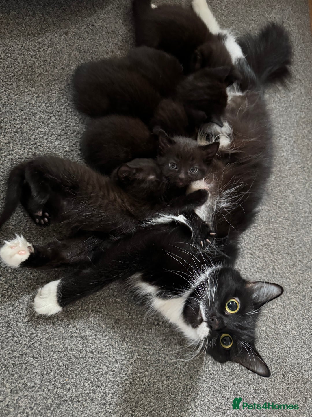 British Shorthair cats for sale: Kitten ready for forever homes  - Image 15