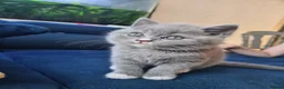 Himalayan cats for sale: Bicolour British shorthair Kittens - Advert 10