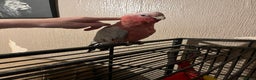Parakeets birds for sale: Galah cockatoo  - Advert 4