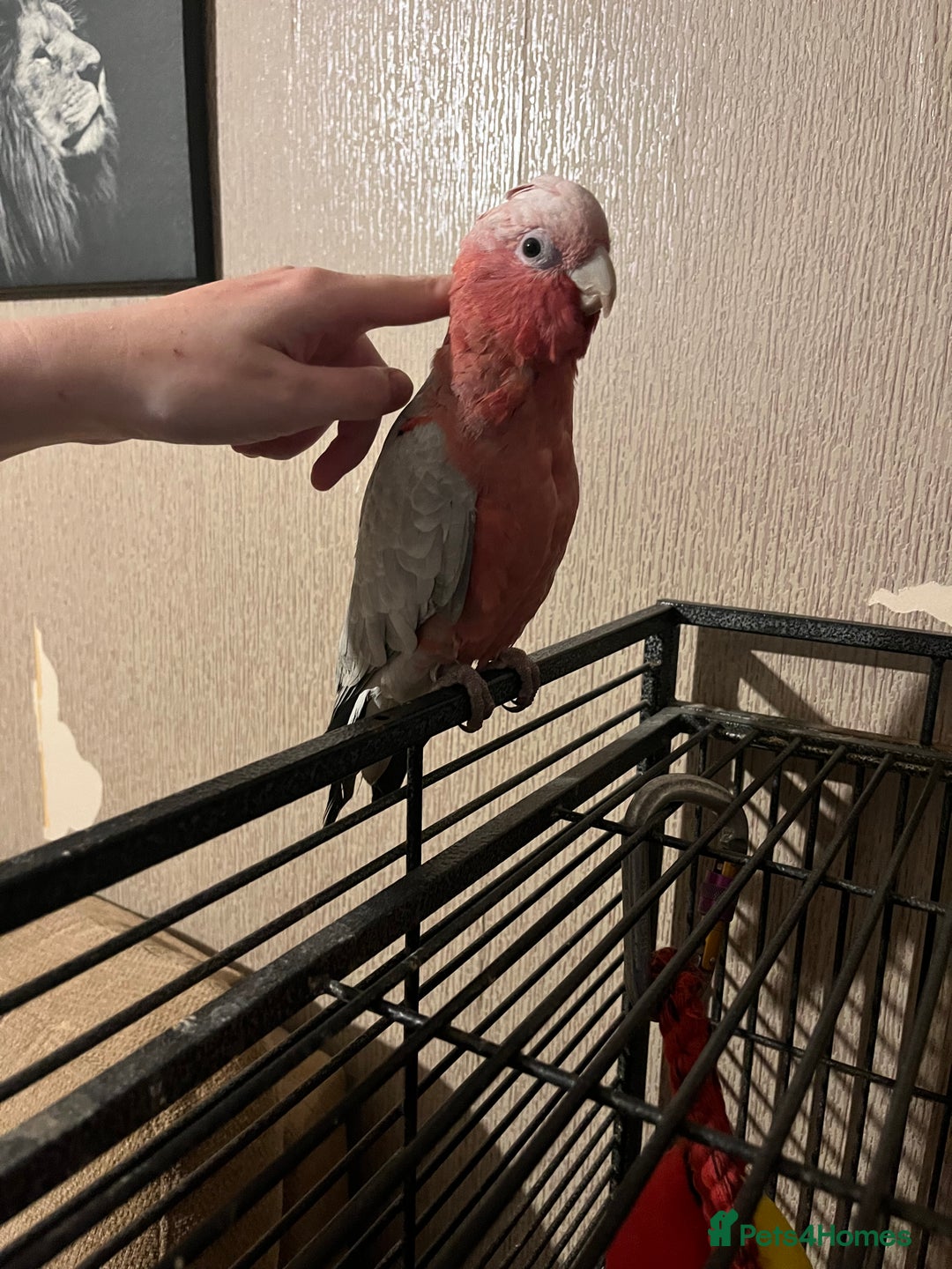 Parakeets birds for sale: Galah cockatoo  - Advert 4