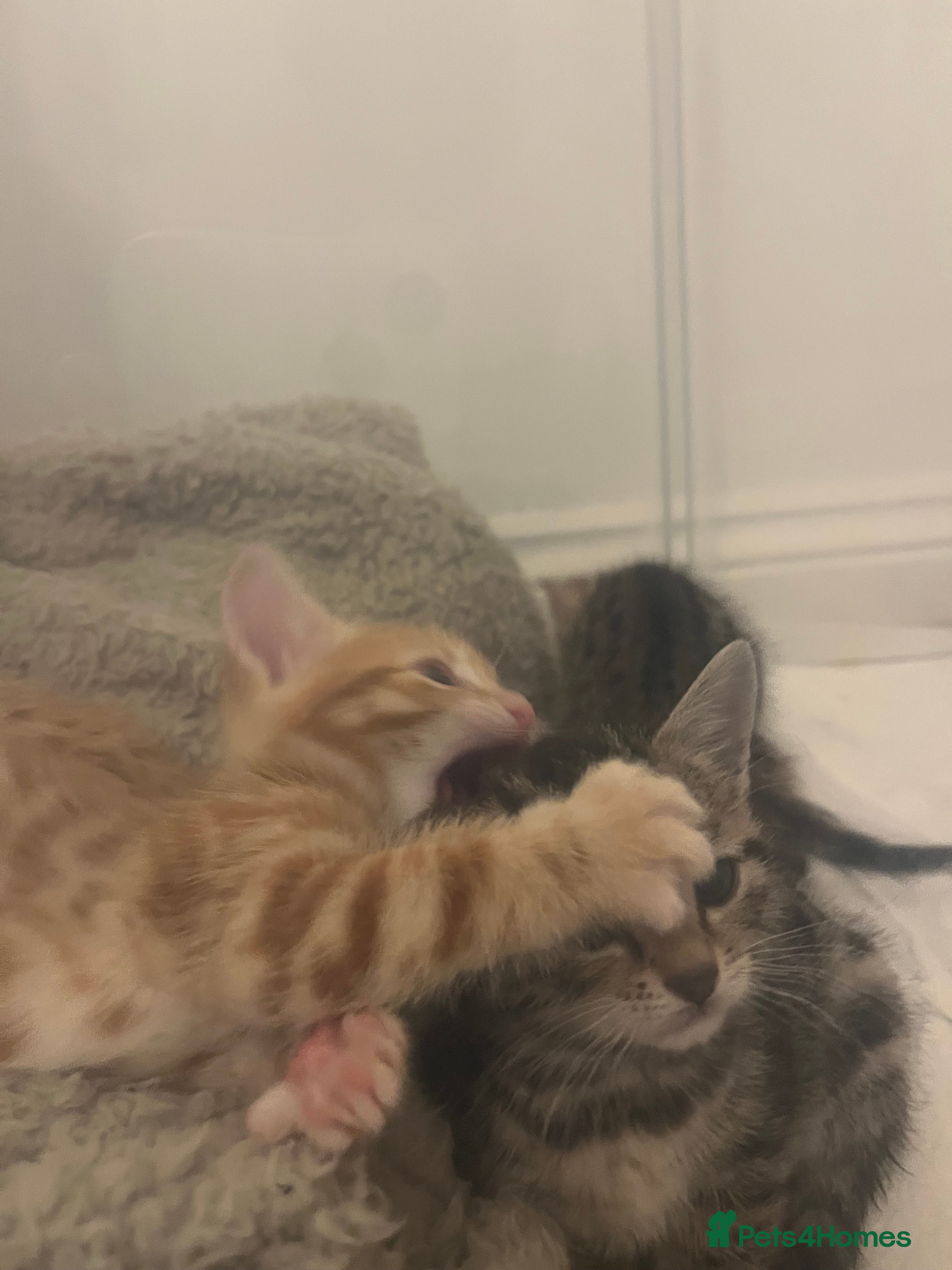 Bengal cats 🧡🖤Cinnamon & Smokey bengals🖤🧡 - Advert 2