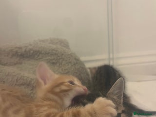 Bengal cats 🧡🖤Cinnamon & Smokey bengals🖤🧡 - Advert 6