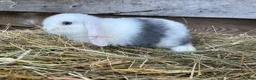 Mini Lop rabbits for sale: Gorgeous Mini lops  - Advert 18