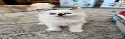 Ragdoll cats for sale: GCCF Registered Ragdoll Kittens - Advert 10