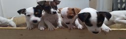 Jack Russell dogs for sale: Jack Russel puppies  - Advert 3