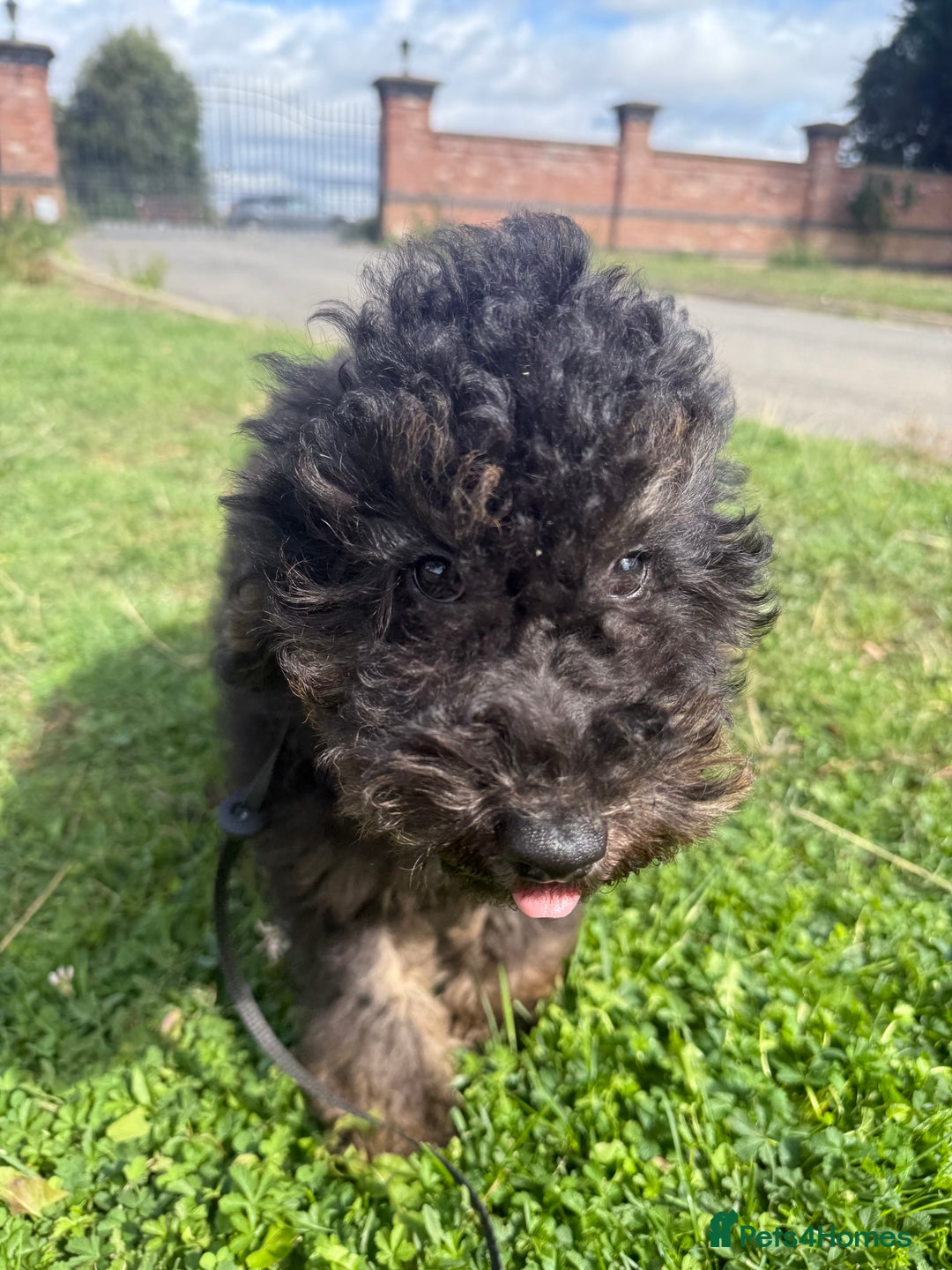 Goldendoodle dogs for sale: Beautiful Goldendoodle Puppies - Image 7