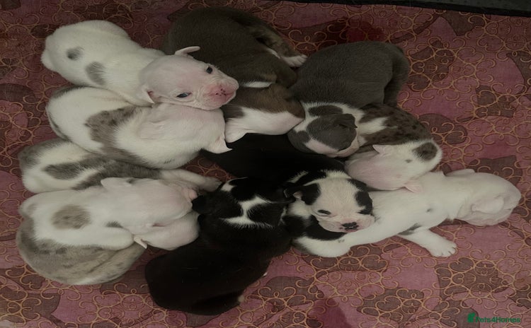 English Bulldog dogs - Advert 4