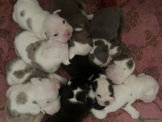 English Bulldog dogs - Advert 2